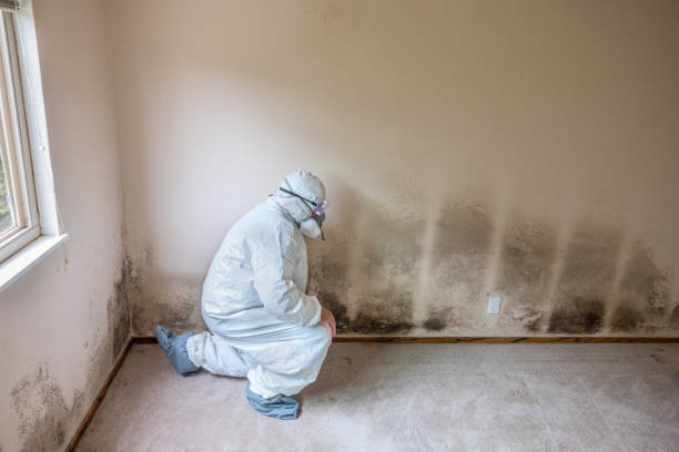 Best HVAC Mold Remediation in New Freedom, PA